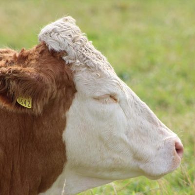 médicaments pour animaux de ferme