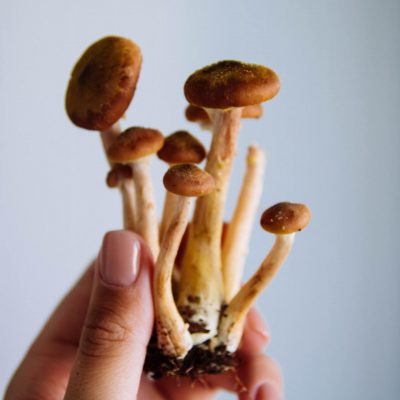 reconnaître un champignon